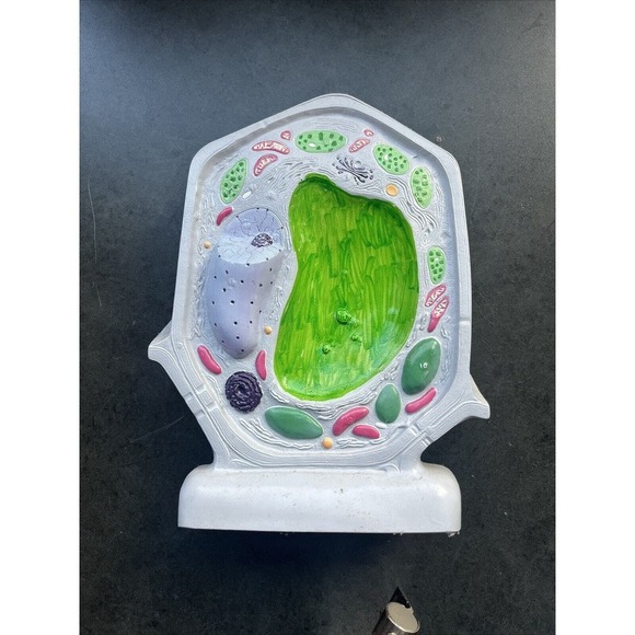 Carolina Biological Supply Plant Cell Model Classroom - Picture 1 of 8